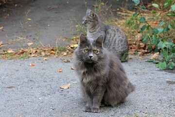 gray cat on a tree