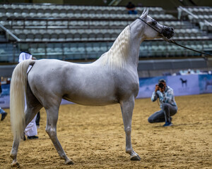Arabian horse