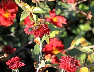 A bee has perched on a red aster and is happily satiating itself with nectar.