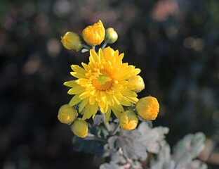 yellow flower in the garden