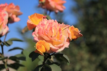 orange rose in the garden