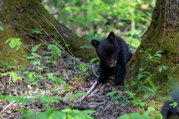 Black bear cub eating leaves off a small plant looking cute