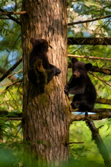 Two black bear cubs up a tree playing