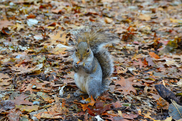 Gray Squirrel (Sciurus carolinensis) collects nuts in the park, Wild animals, Manhattan, New York, USA