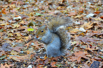 Gray Squirrel (Sciurus carolinensis) collects nuts in the park, Wild animals, Manhattan, New York, USA