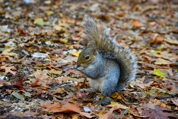 Gray Squirrel (Sciurus carolinensis) collects nuts in the park, Wild animals, Manhattan, New York, USA