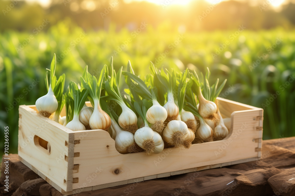 Wall mural young garlic fresh in wooden crate, blurred plantation background