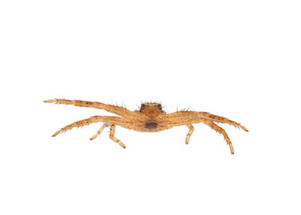 Common crab spider isolated on white background, Xysticus cristatus