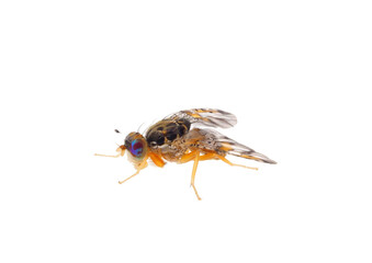 Mediterranean fruit fly isolated on white background, Ceratitis capitata