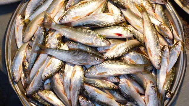 Freshwater Labeo rohita Fish(Rohu Maas) kept on silver plate for sale in local fish market.