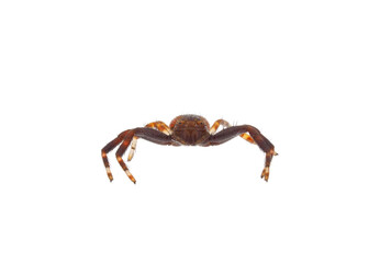 Napoleon spider isolated on white background, Synema globosum
