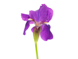 Bearded iris flower isolated on white background, Iris germanica