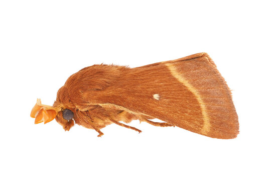 Grass eggar moth isolated on white background, Lasiocampa trifolii