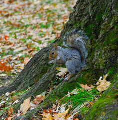 Gray Squirrel (Sciurus carolinensis) collects nuts in the park, Wild animals, Manhattan, New York, USA