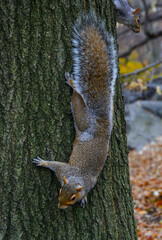 Rodent on a tree, Gray Squirrel (Sciurus carolinensis) asks for a nut in the park, Manhattan, New York