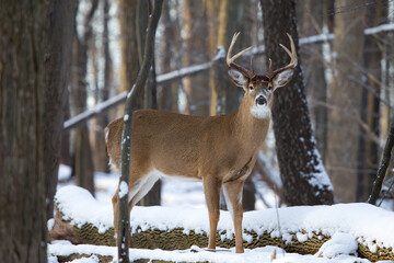 buck whitetail deer standing broadside in the winter woods
