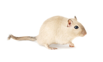 A Burmese gerbil walking, displaying its full profile from nose to tail, isolated on white.