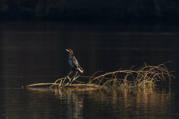 Pygmy cormorant (Microcarbo pygmaeus) perched on a branch in the water.