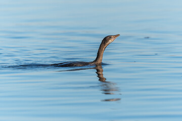 Pygmy cormorant (Microcarbo pygmaeus) swimming in the water in search of food.