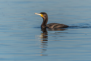 Great cormorant (Phalacrocorax carbo) swimming in the water in search of food.