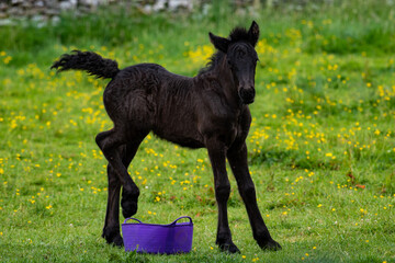 Black Horse and Purple Bucket