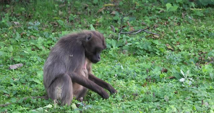 Gelada baboon grazing in the grass.