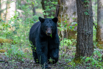 Black bear eating leaves walking forward