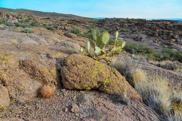 California barrel cactus, compass barrel (Ferocactus cylindraceus) and Engelmann prickly pear, cacti grow on stones in the desert. Arizona Cacti