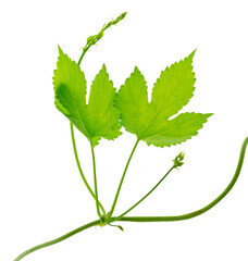 Hop branch with leaves and flowers isolated transparent png. branch with green leaves and tendrils