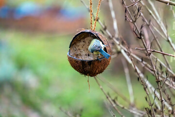 Blaumeise