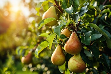 Harvest: Organic Ripe Pears on Branches in a Sunny Fruiting Garden