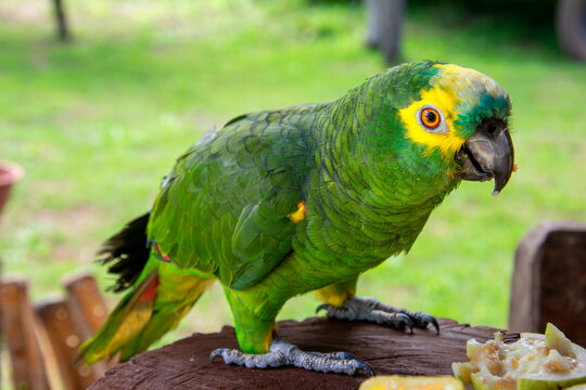 The picture shows a green parrot in focus. The background blurs into a beautiful bokeh.