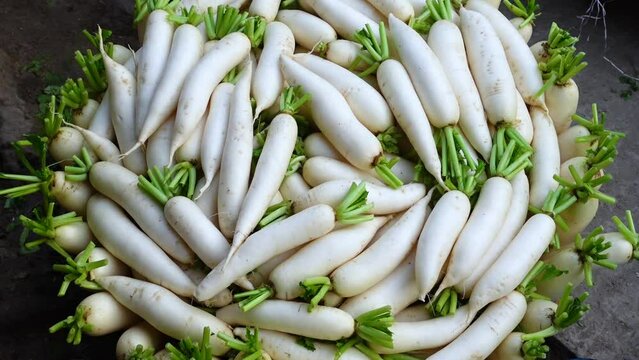 Organic long white radishes arranged in bamboo baskets are kept for sale.