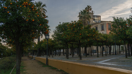 Orange Trees Line a Peaceful City Walkway