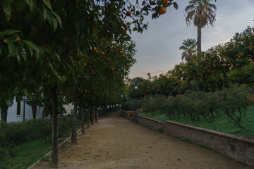 Serene Orange Grove Pathway
