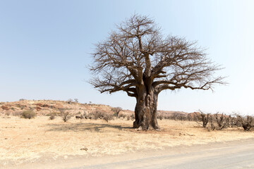 A photo of Baobab tree