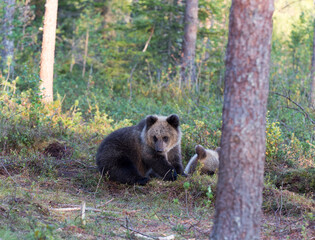 View of brown bear during summer