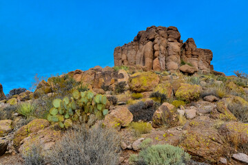 Fototapeta na wymiar Pancake prickly pear, dollarjoint prickly pear (Opuntia chlorotica), cacti in the winter in the mountains. Arizona cacti