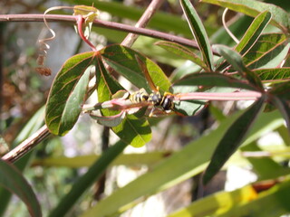 Abeja sobre una hoja