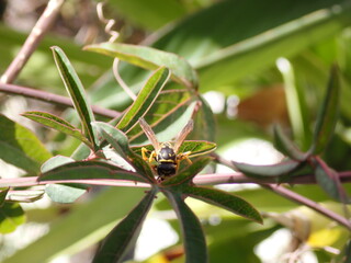 Abeja sobre una hoja