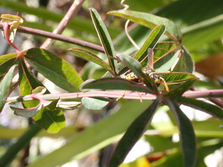 Abeja sobre una hoja