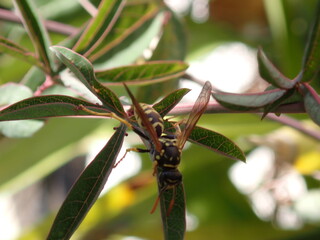 Abeja sobre una hoja