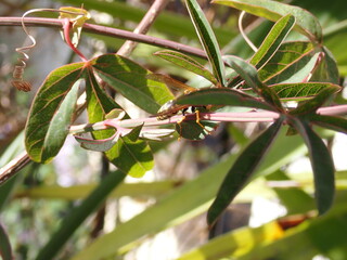 Abeja sobre una hoja