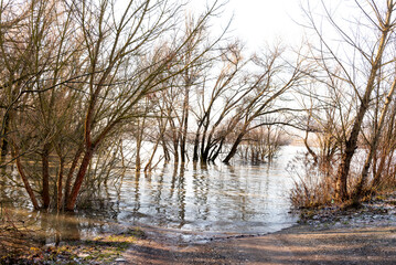 the trees on the river bank are flooded by the river