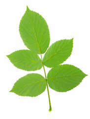 Twigs with young raspberry leaves. Young shoots for decoration ,transparent, png. Green leaf of raspberry