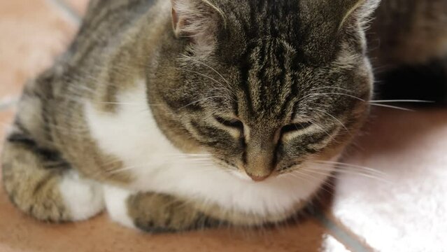 chat tigr&eacute; fixant la cam&eacute;ra