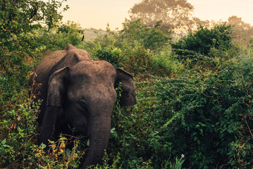 Wild elephant in a bush, sri lanka