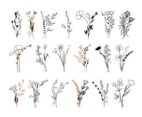 Wildflowers vector illustration, Botanical line arts, hand drawn bouquets of herbs, flowers, leaves and branches