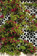 Celosía con flores en Tavira, Algarve, Portugal
