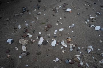 Fototapeta na wymiar shells on muddy beach sand